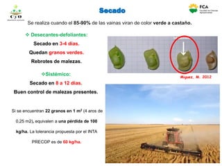 Miguez, M. 2012
Secado
Se realiza cuando el 85-90% de las vainas viran de color verde a castaño.
 Desecantes-defoliantes:
Secado en 3-4 días.
Quedan granos verdes.
Rebrotes de malezas.
C y O
Compartiendo conocimientos
Si se encuentran 22 granos en 1 m2 (4 aros de
0,25 m2), equivalen a una pérdida de 100
kg/ha. La tolerancia propuesta por el INTA
PRECOP es de 60 kg/ha.
Sistémico:
Secado en 8 a 12 días.
Buen control de malezas presentes.
 