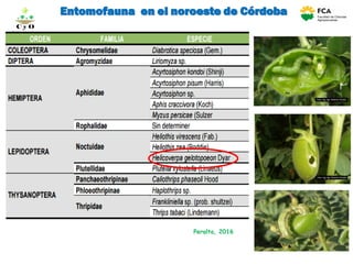 Entomofauna en el noroeste de Córdoba
Peralta, 2016
C y O
Compartiendo conocimientos
 