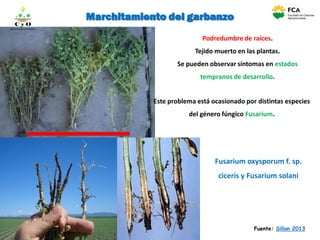 Marchitamiento del garbanzo
Fuente: Sillon 2013
Este problema está ocasionado por distintas especies
del género fúngico Fusarium.
Podredumbre de raíces.
Tejido muerto en las plantas.
Se pueden observar síntomas en estados
tempranos de desarrollo.
Fusarium oxysporum f. sp.
ciceris y Fusarium solani
C y O
Compartiendo conocimientos
 