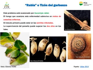 Este problema está ocasionado por Ascochyta rabiei.
El hongo que ocasiona esta enfermedad sobrevive en restos de
cosechas enfermas.
El inóculo primario puede estar en las semillas infectadas.
La supervivencia del parasito puede superar los dos años en los
lotes.
“Rabia” o Tizón del garbanzo
Fuente: Sillon 2013
C y O
Compartiendo conocimientos
 