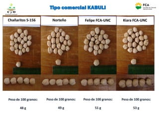 Chañaritos S-156 Norteño Kiara FCA-UNCFelipe FCA-UNC
Peso de 100 granos:
48 g
Tipo comercial KABULI
Peso de 100 granos:
49 g
Peso de 100 granos:
51 g
Peso de 100 granos:
53 g
C y O
Compartiendo conocimientos
 