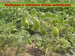 Garbanzo o chícharo (Cicer arietinum) 
