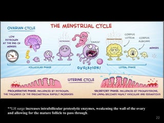 **LH surge increases intrafollicular proteolytic enzymes, weakening the wall of the ovary
and allowing for the mature follicle to pass through.
22
 