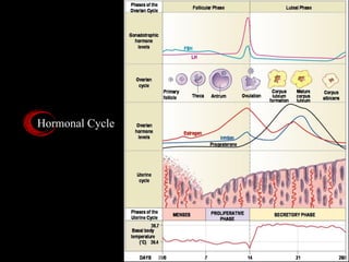 Hormonal Cycle
23
 