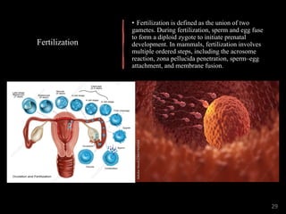 • Fertilization is defined as the union of two
gametes. During fertilization, sperm and egg fuse
to form a diploid zygote to initiate prenatal
development. In mammals, fertilization involves
multiple ordered steps, including the acrosome
reaction, zona pellucida penetration, sperm–egg
attachment, and membrane fusion.
Fertilization
29
 