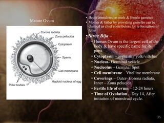 • Beeja considered as male & female gametes
• Mother & father by providing gametes can be
claimed as chief contributors for te formation of
fetus
• Stree Bija –
• Human Ovum is the largest cell of the
body & have specific name for its
parts
• Cytoplasm – ooplasm / yolk/vittelus
• Nucleus- Germinal vesicle
• Nucleolus – Geminal Spot
• Cell membrane – Vitelline membrane
• Coverings – Outer- Corona radiata,
Inner – Zona pelucida
• Fertile life of ovum – 12-24 hours
• Time of Ovulation – Day 14, After
initiation of menstrual cycle.
35
Mature Ovum
 