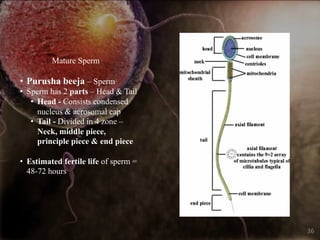 • Purusha beeja – Sperm
• Sperm has 2 parts – Head & Tail
• Head - Consists condensed
nucleus & acrosomal cap
• Tail - Divided in 4 zone –
Neck, middle piece,
principle piece & end piece
• Estimated fertile life of sperm =
48-72 hours
36
Mature Sperm
 
