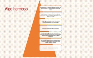 Para aumentar la expresión de la H+-PPasa en una
planta, Gaxiola lo añade primero a un tipo de
bacteria
Luego deja que la bacteria infecte una planta,
pero en vez de enfermar la planta, esta bacteria
regula a H+-PPasa
Lo que significa que las células de la planta
comienzan a producir más de este gen
Este es un ejemplo de ingenieríagenética
Las plantas transgénicas que resultan tienen
sistemas radiculares mucho más robustos, lo que
las hace mejores en la absorción de agua y
nutrientes
Las raíces de una planta tienen la capacidad de
acidificarel suelo al liberar nutrientes como
nitrato, fosfato y potasio
Las raíces devoran esos nutrientes
Algo hermoso
 