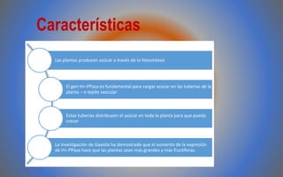 Características
Las plantas producen azúcar a través de la fotosíntesis
El gen H+-PPasa es fundamental para cargar azúcar en las tuberías de la
planta – o tejido vascular
Estas tuberías distribuyen el azúcar en toda la planta para que pueda
crecer
La investigación de Gaxiola ha demostrado que el aumento de la expresión
de H+-PPasa hace que las plantas sean más grandes y más fructíferas.
 