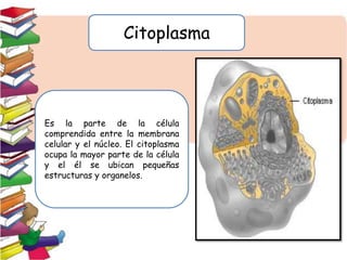 Citoplasma
Es la parte de la célula
comprendida entre la membrana
celular y el núcleo. El citoplasma
ocupa la mayor parte de la célula
y el él se ubican pequeñas
estructuras y organelos.
 