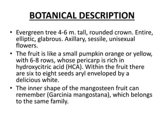 BOTANICAL DESCRIPTION
• Evergreen tree 4-6 m. tall, rounded crown. Entire,
elliptic, glabrous. Axillary, sessile, unisexual
flowers.
• The fruit is like a small pumpkin orange or yellow,
with 6-8 rows, whose pericarp is rich in
hydroxycitric acid (HCA). Within the fruit there
are six to eight seeds aryl enveloped by a
delicious white.
• The inner shape of the mangosteen fruit can
remember (Garcinia mangostana), which belongs
to the same family.
 