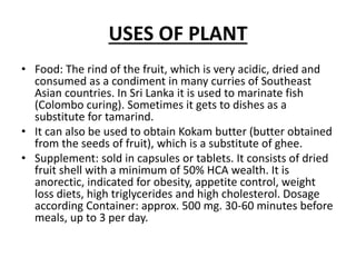 USES OF PLANT
• Food: The rind of the fruit, which is very acidic, dried and
consumed as a condiment in many curries of Southeast
Asian countries. In Sri Lanka it is used to marinate fish
(Colombo curing). Sometimes it gets to dishes as a
substitute for tamarind.
• It can also be used to obtain Kokam butter (butter obtained
from the seeds of fruit), which is a substitute of ghee.
• Supplement: sold in capsules or tablets. It consists of dried
fruit shell with a minimum of 50% HCA wealth. It is
anorectic, indicated for obesity, appetite control, weight
loss diets, high triglycerides and high cholesterol. Dosage
according Container: approx. 500 mg. 30-60 minutes before
meals, up to 3 per day.
 