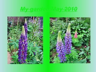 My garden,May 2010 