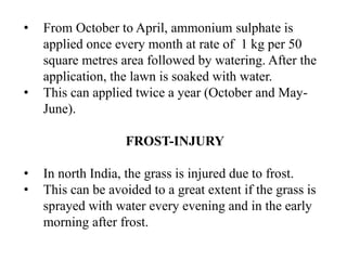 • From October to April, ammonium sulphate is
applied once every month at rate of 1 kg per 50
square metres area followed by watering. After the
application, the lawn is soaked with water.
• This can applied twice a year (October and May-
June).
FROST-INJURY
• In north India, the grass is injured due to frost.
• This can be avoided to a great extent if the grass is
sprayed with water every evening and in the early
morning after frost.
 