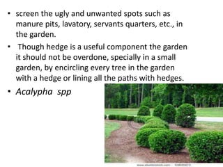 • screen the ugly and unwanted spots such as
manure pits, lavatory, servants quarters, etc., in
the garden.
• Though hedge is a useful component the garden
it should not be overdone, specially in a small
garden, by encircling every tree in the garden
with a hedge or lining all the paths with hedges.
• Acalypha spp
 