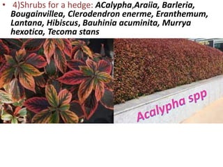 • 4)Shrubs for a hedge: ACalypha,Araiia, Barleria,
Bougainvillea, Clerodendron enerme, Eranthemum,
Lantana, Hibiscus, Bauhinia acuminita, Murrya
hexotica, Tecoma stans
 