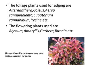 • The foliage plants used for edging are
Alternanthera,Coleus,Aerva
sanguinolenta,Eupatorium
cannabinum,Iresine etc.
• The flowering plants used are
Alyssum,Amaryllis,Gerbera,Torenia etc.
Alternanthera:The most commonly used
herbaceous plant for edging
 