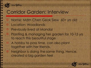 Corridor Garden: Interview Name: Mdm Chen Geok Siew  60+ yrs old Location: Woodlands Previously lived at Mandai Planting & managing her garden for 10-15 yrs to reach this beautiful stage A hobby to pass time, can also plant together with her friends.  Neighbor is doing the same thing. Hence, created a big garden feel 