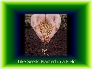 Like Seeds Planted in a Field
 
