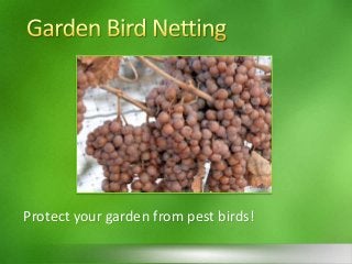 Protect your garden from pest birds!
 