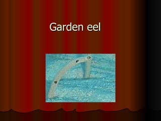 Garden eel 