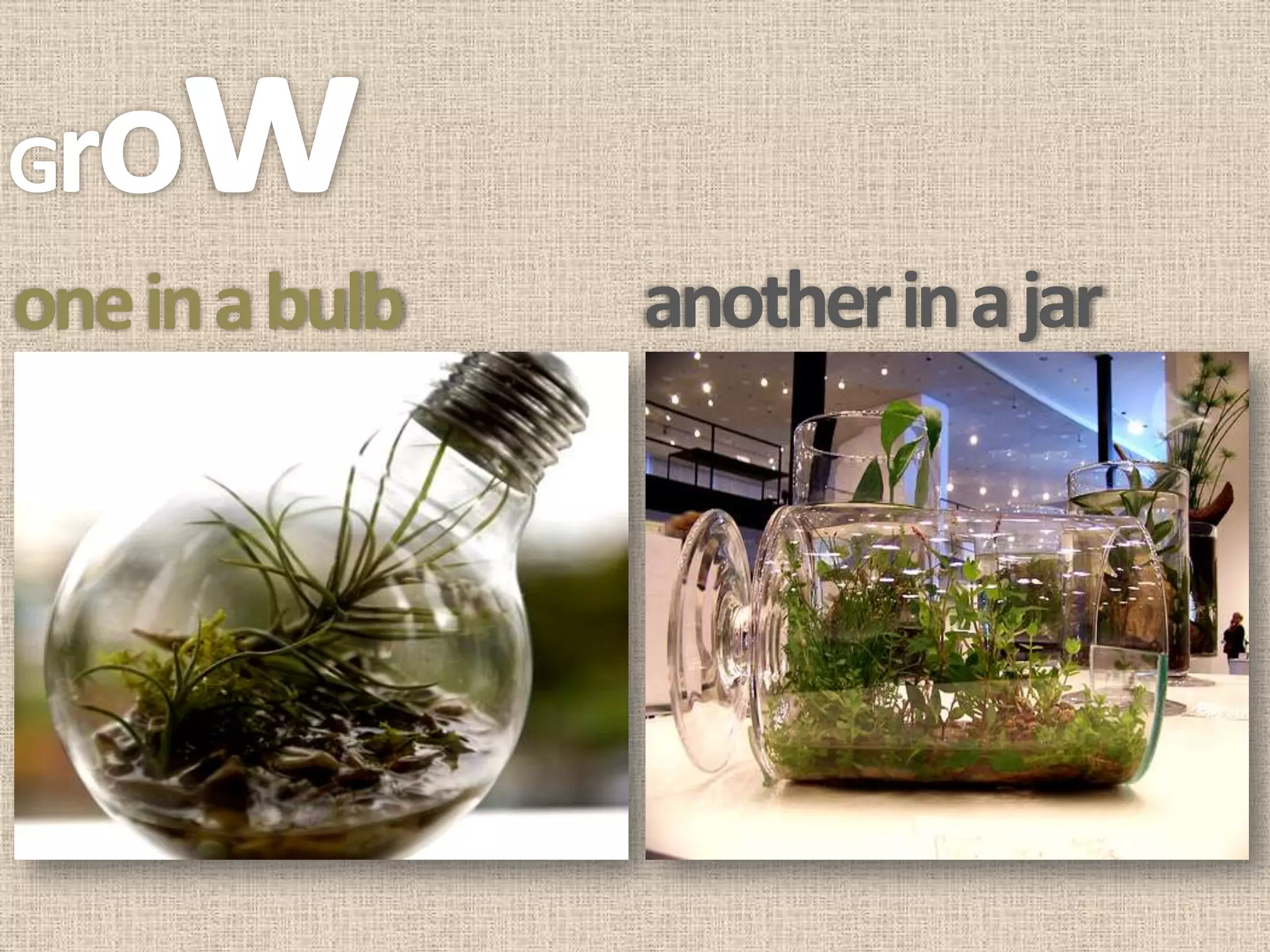 Grow
one in a bulb   another in a jar
 