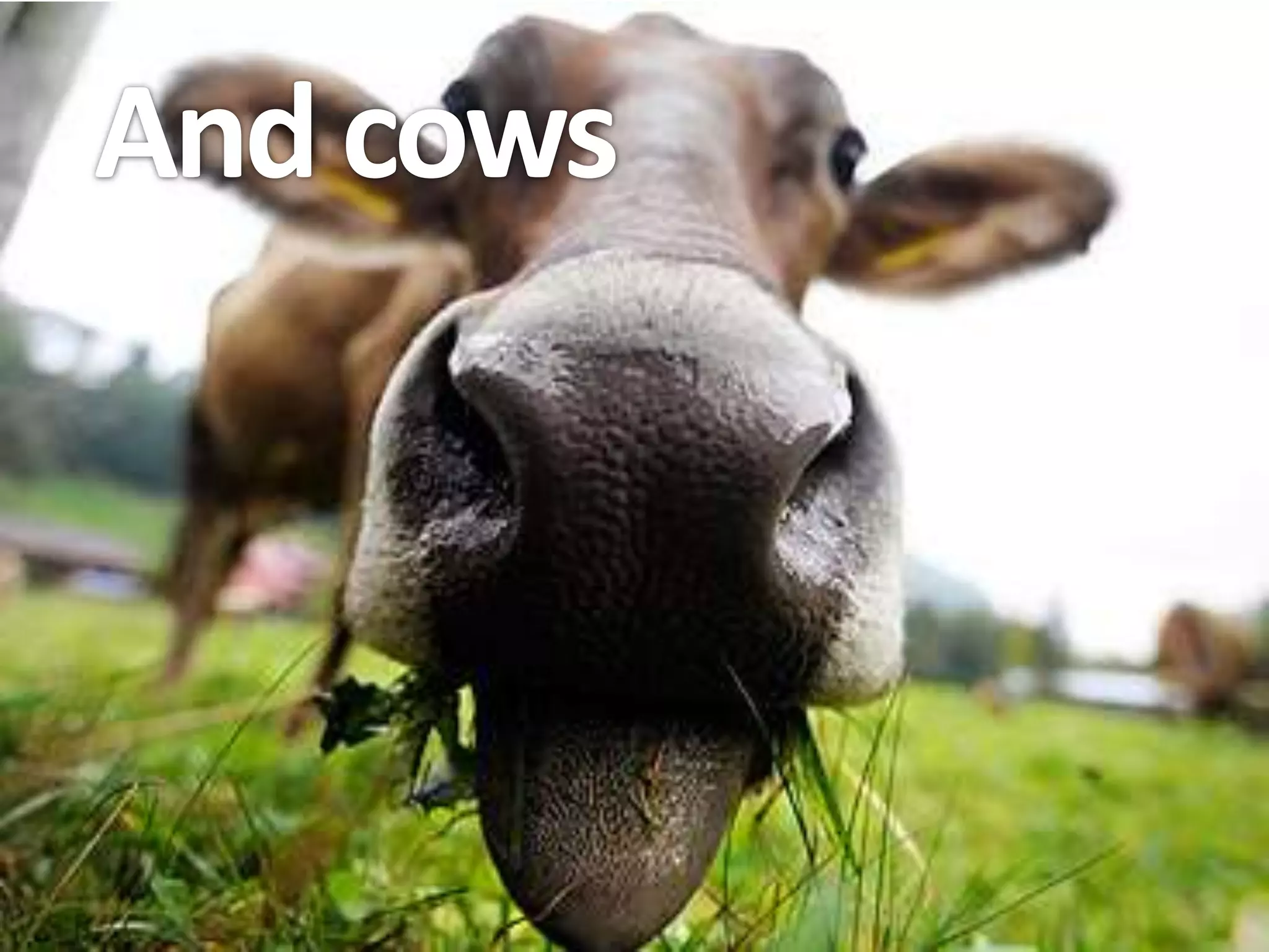 And cows
 