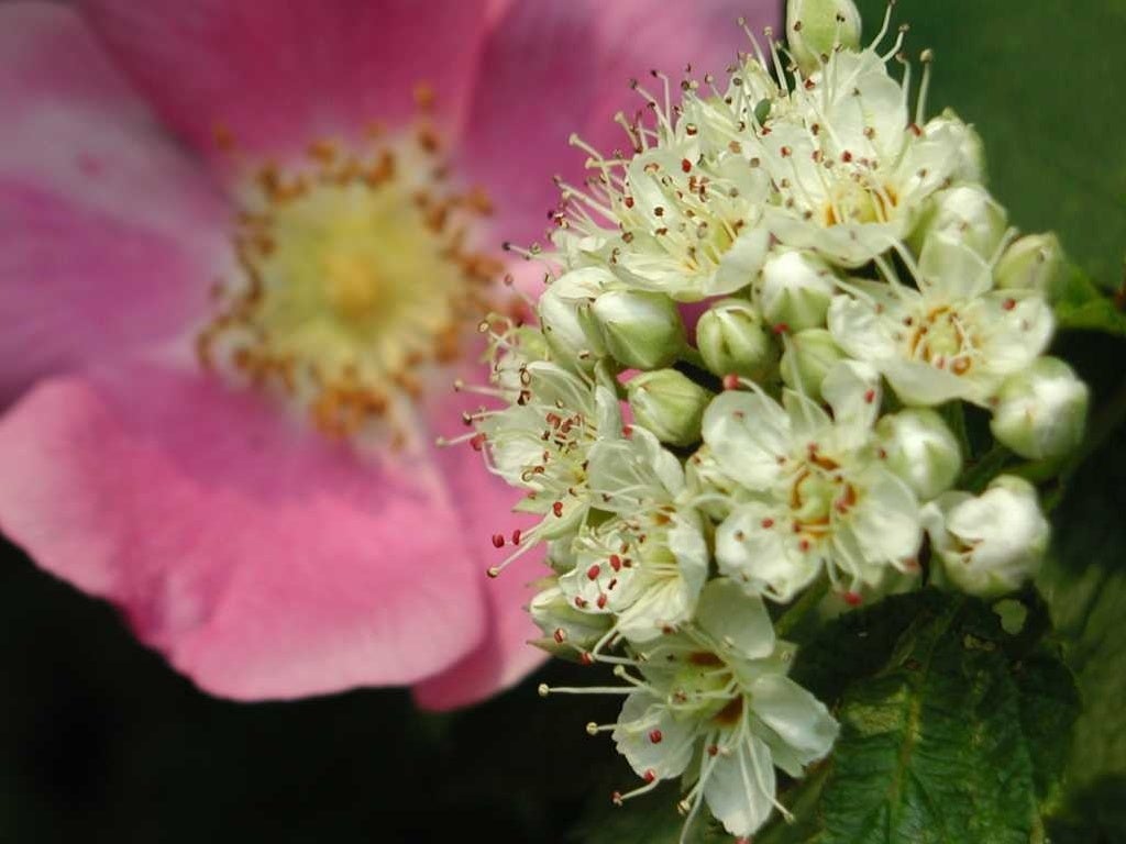 Gardening With Native Plants Of Oregon (Pp Tminimizer)