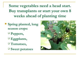 Some vegetables need a head start.
Buy transplants or start your own 8
weeks ahead of planting time
 Spring planted, long
season crops:
 Peppers,
 Eggplants,
 Tomatoes,
 Sweet potatoes
 