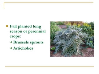  Fall planted long
season or perennial
crops:
 Brussels sprouts
 Artichokes
 