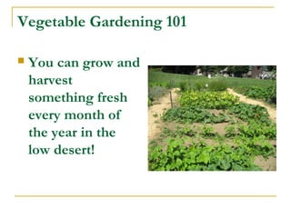 Vegetable Gardening 101
 You can grow and
harvest
something fresh
every month of
the year in the
low desert!
 