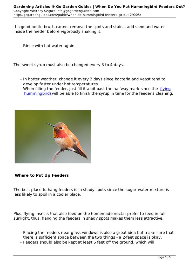 When Do You Put Hummingbird Feeders Out