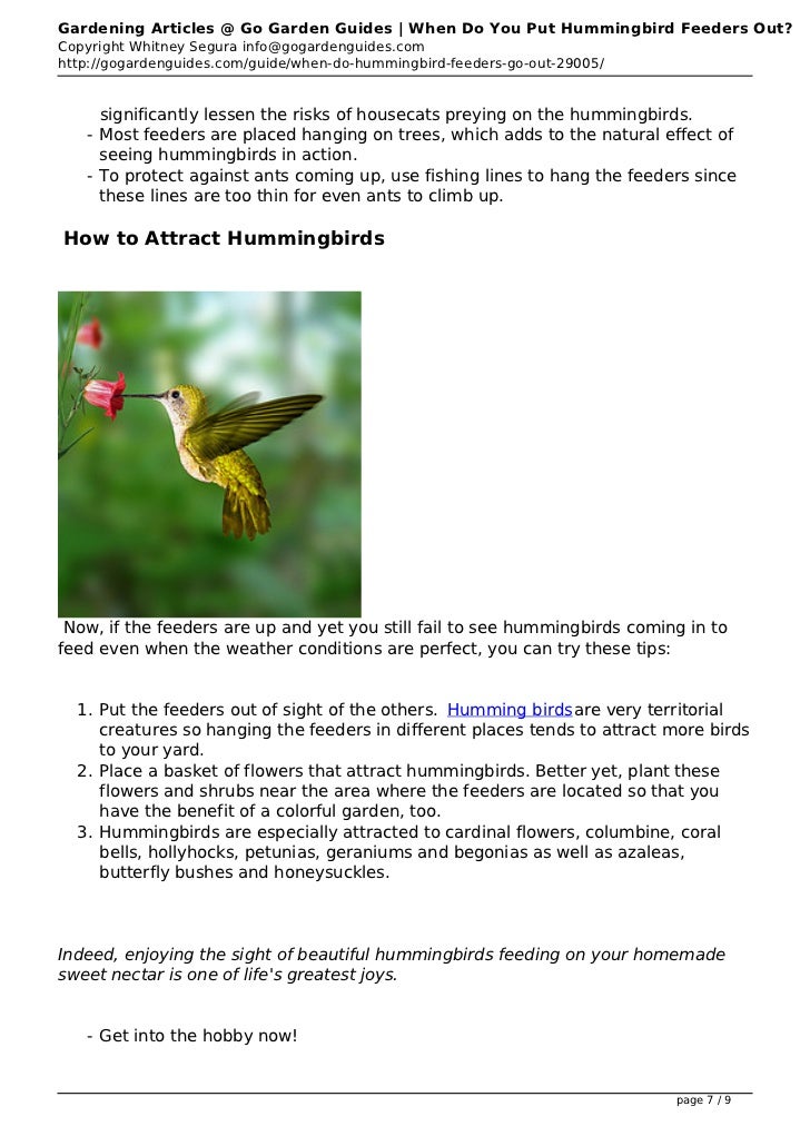 When Do You Put Hummingbird Feeders Out