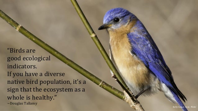 How To Design A Beautiful Garden That Attracts Birds