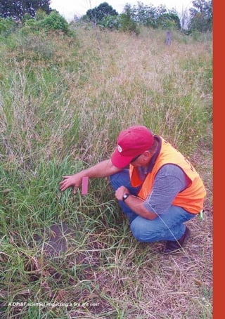 A DPI&F scientist inspecting a fire ant nest
 