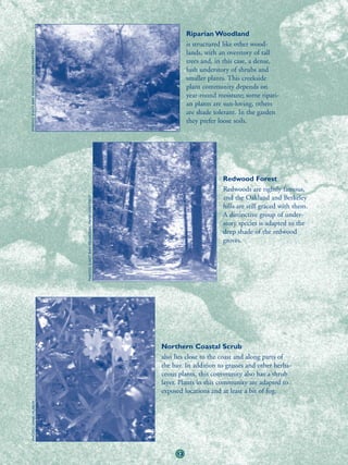 Riparian Woodland
                                                                                            is structured like other wood-
PHOTO: EAST BAY REGIONAL PARK DISTRICT




                                                                                            lands, with an overstory of tall
                                                                                            trees and, in this case, a dense,
                                                                                            lush understory of shrubs and
                                                                                            smaller plants. This creekside
                                                                                            plant community depends on
                                                                                            year-round moisture; some ripari-
                                                                                            an plants are sun-loving, others
                                                                                            are shade tolerant. In the garden
                                                                                            they prefer loose soils.




                                                                                                         Redwood Forest
                                                                                                         Redwoods are rightly famous,
                                                                                                         and the Oakland and Berkeley
                                         PHOTO: EAST BAY REGIONAL PARK DISTRICT




                                                                                                         hills are still graced with them.
                                                                                                         A distinctive group of under-
                                                                                                         story species is adapted to the
                                                                                                         deep shade of the redwood
                                                                                                         groves.




                                                                                  Northern Coastal Scrub
                                                                                  also lies close to the coast and along parts of
                                                                                  the bay. In addition to grasses and other herba-
                                                                                  ceous plants, this community also has a shrub
                                                                                  layer. Plants in this community are adapted to
                                                                                  exposed locations and at least a bit of fog.
   PHOTO: JANE HUBER




                                                                                       13
 