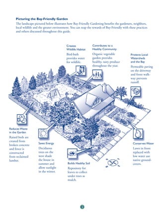 Picturing the Bay-Friendly Garden
    The landscape pictured below illustrates how Bay-Friendly Gardening benefits the gardeners, neighbors,
    local wildlife and the greater environment. You can reap the rewards of Bay-Friendly with these practices
    and others discussed throughout this guide.



                                            Creates                Contributes to a
                                            Wildlife Habitat       Healthy Community
                                            Bird-bath              Organic vegetable           Protects Local
                                            provides water         garden provides             Watersheds
                                            for wildlife.          healthy, tasty produce      and the Bay
                                                                   throughout the year.        Permeable paving
                                                                                               on the driveway
                                                                                               and front walk-
                                                                                               way prevents
                                                                                               runoff.




Reduces Waste
in the Garden
Raised beds are
created from
                      Saves Energy                                                               Conserves Water
broken concrete
and fence is          Deciduous                                                                  Lawn in front
constructed           trees on the                                                               replaced with
from reclaimed        west shade                                                                 low water use
lumber.               the house in                                                               native ground-
                      summer and             Builds Healthy Soil                                 covers.
                      allow sunlight         Repository for
                      in the winter.         leaves to collect
                                             under trees as
                                             mulch.




                                                        21
 