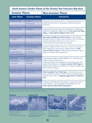 Avoid Invasive Garden Plants of the Greater San Francisco Bay Area
    Invasive Plants                                              Non-Invasive Plants
    Latin Name                    Common Name                                                 Instead Try

 Carpobrotus edulis               Iceplant or                    Delosperma cooperi (Hardy Iceplant) or Osteospermum fruticsum and
                                  Hottentot Fig                  hybrids (Freeway Daisy) or Drosanthemum floribundum (Showy
                                                                 Dewflower)

 Cortaderia selloana              Pampasgrass                    Chondropetalum tectorum (Cape Thatching Reed) or Muhlenbergia
                                                                 lindheimeri (Lindheimer’s Muhly Grass) or Carex spissa (San Diego
                                                                 Sedge) or Nolina bigelovii (Bigelow’s Bear Grass)

 Cotoneaster lacteus,             Cotoneaster                    Heteromeles arbutifolia and cultivars (Toyon) or Feijoa sellowiana
 C. pannosus                                                     (Pineapple Guava) or Arbutus unedo (Strawberry Tree) or Viburnum
                                                                 suspensum (Sandankwa Viburnum) or Cistrus mitis or x
                                                                 Citrofortunella microcarpa (Calamondin Orange)

 Cytisus scoparius,               Scotch, Portuguese,            Jasminum nudiflorum (Winter Jasmine) or Cornus mas (Cornelian-
 C. striatus,                     Spanish or                     cherry Dogwood) or Kerria japonica (Japanese Kerria) or Ribes
                                                                 aureum (Golden Currant) or Phlomis fructicosa (Jerusalem Sage) or
 Spartium junceum,                French Broom                   Hypericum rowallane (Shrub Hypericum)
 Genista monspessulana

 Hedera helix,                    English Ivy,                   Campanula poscharskyana (Serbian Bellflower) or Trachelospermum
 H. canariensis,                  Algerian Ivy,                  asiasticum (Ivory Star Jasmine) or
                                                                 or Rubus pentalobus (Taiwan Raspberry) or Heuchera maxima and
 Vinca major                      Periwinkle                     hybrids (Giant Alumroot) or Asarum caudatum (Wild Ginger) or
                                                                 Helleborus foetidus (Bear’s Foot Hellebore) or Bergenia cordifolia and
                                                                 hybrids (Winter Saxifrage)

 Helichrysum petiolare            Licorice Plant                 Salvia leucophylia (Coast Purple Sage) or Teucrium fructicans and
                                                                 cultivars (Bush Germander) or Phlomis fructicosa (Jerusalem Sage) or
                                                                 Artemisia ‘Powis Castle’ or Eriogonum giganteum (St. Catherine’s
                                                                 Lace)

 Sesbania punicea                 Scarlet Wisteria               Calliandra tweedii (Brazilian Flame Bush) or Lagerstroemia species
                                                                 (Crape Myrtle) or Cassia leptophylla (Gold Medallion Tree) or
                                                                 Galvezi speciosa (Showy Island Snapdragon)

ADAPTED FROM: DON’T PLANT A PEST! GIVE THEM AN INCH AND THEY’LL TAKE AN ACRE...., CALIFORNIA INVASIVE PEST COUNCIL

SUGGESTED ALTERNATIVES IN BOLD ARE CALIFORNIA NATIVE SPECIES.




Invasive                              Instead Try                        Invasive                          Instead Try




Cortaderia selloana                   Muhlenbergia lindheimeri            Genista monspessulana            Cornus mas
(Pampas Grass)                        (Lindheimer’s Muhly Grass)          (French Broom)                   (Cornelian-cherry Dogwood)
PHOTO: BRIANNA RICHARDSON, 2003       PHOTO: BLUESTEM NURSERY,            PHOTO: BARRY RICE, THE           PHOTO: MISSOURI BOTANICAL
                                      WWW.BLUESTEM.COM                    NATURE CONSERVANCY               GARDEN




                                                                       33
 