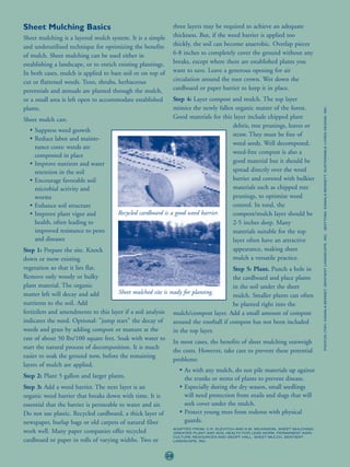 Sheet Mulching Basics                                             three layers may be required to achieve an adequate
Sheet mulching is a layered mulch system. It is a simple          thickness. But, if the weed barrier is applied too
and underutilized technique for optimizing the benefits           thickly, the soil can become anaerobic. Overlap pieces
of mulch. Sheet mulching can be used either in                    6-8 inches to completely cover the ground without any
establishing a landscape, or to enrich existing plantings.        breaks, except where there are established plants you
In both cases, mulch is applied to bare soil or on top of         want to save. Leave a generous opening for air
cut or flattened weeds. Trees, shrubs, herbaceous                 circulation around the root crown. Wet down the
perennials and annuals are planted through the mulch,             cardboard or paper barrier to keep it in place.
or a small area is left open to accommodate established      Step 4: Layer compost and mulch. The top layer
plants.                                                      mimics the newly fallen organic matter of the forest.




                                                                                                                                    PHOTOS (T0P): KAMALA BENNET, SENTIENT LANDSCAPE, INC. (BOTTOM): KAMALA BENNETT, SUSTAINABLE LIVING DESIGN, INC.
Sheet mulch can:                                             Good materials for this layer include chipped plant
                                                                                    debris, tree prunings, leaves or
  • Suppress weed growth
                                                                                    straw. They must be free of
  • Reduce labor and mainte-
                                                                                    weed seeds. Well decomposed,
    nance costs: weeds are
                                                                                    weed-free compost is also a
    composted in place
  • Improve nutrient and water                                                      good material but it should be
    retention in the soil                                                           spread directly over the weed
  • Encourage favorable soil                                                        barrier and covered with bulkier
    microbial activity and                                                          materials such as chipped tree
    worms                                                                           prunings, to optimize weed
  • Enhance soil structure                                                          control. In total, the
  • Improve plant vigor and           Recycled cardboard is a good weed barrier.    compost/mulch layer should be
    health, often leading to                                                        2-5 inches deep. Many
    improved resistance to pests                                                    materials suitable for the top
    and diseases                                                                    layer often have an attractive
Step 1: Prepare the site. Knock                                                     appearance, making sheet
down or mow existing                                                                mulch a versatile practice.
vegetation so that it lies flat.                                                       Step 5: Plant. Punch a hole in
Remove only woody or bulky                                                             the cardboard and place plants
plant material. The organic                                                            in the soil under the sheet
matter left will decay and add         Sheet mulched site is ready for planting.
                                                                                       mulch. Smaller plants can often
nutrients to the soil. Add                                                             be planted right into the
fertizilers and amendments to this layer if a soil analysis mulch/compost layer. Add a small amount of compost
indicates the need. Optional: "jump start" the decay of        around the rootball if compost has not been included
weeds and grass by adding compost or manure at the             in the top layer.
rate of about 50 lbs/100 square feet. Soak with water to
                                                               In most cases, the benefits of sheet mulching outweigh
start the natural process of decomposition. It is much
                                                               the costs. However, take care to prevent these potential
easier to soak the ground now, before the remaining
                                                               problems:
layers of mulch are applied.
                                                                  • As with any mulch, do not pile materials up against
Step 2: Plant 5 gallon and larger plants.                           the trunks or stems of plants to prevent disease.
Step 3: Add a weed barrier. The next layer is an                  • Especially during the dry season, small seedlings
organic weed barrier that breaks down with time. It is              will need protection from snails and slugs that will
essential that the barrier is permeable to water and air.           seek cover under the mulch.
Do not use plastic. Recycled cardboard, a thick layer of          • Protect young trees from rodents with physical
newspaper, burlap bags or old carpets of natural fiber              guards.
                                                                  ADAPTED FROM: C.R. ELEVITCH AND K.M. WILKINSON, SHEET MULCHING:
work well. Many paper companies offer recycled                    GREATER PLANT AND SOIL HEALTH FOR LESS WORK, PERMANENT AGRI-
                                                                  CULTURE RESOURCES AND GEOFF HALL, SHEET MULCH, SENTIENT
cardboard or paper in rolls of varying widths. Two or             LANDSCAPE, INC.




                                                             38
 