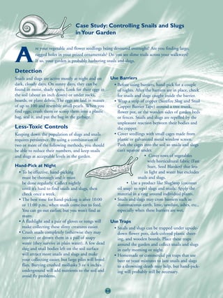 Case Study: Controlling Snails and Slugs
                                   in Your Garden

            re your vegetable and flower seedlings being devoured overnight? Are you finding large,

A
Detection
            ragged holes in your prized ornamentals? Do you see slime trails across your walkways?
            If so, your garden is probably harboring snails and slugs.


Snails and slugs are active mostly at night and on           Use Barriers
dark, cloudy days. On sunny days, they can be                 • Before using barriers, hand-pick for a couple
found in moist, shady spots. Look for their eggs in             of nights. After the barriers are in place, check
the soil (about an inch down) or under rocks,                   for snails and slugs caught inside the barrier.
boards, or plant debris. The eggs are laid in masses          • Wrap a strip of copper (Surefire Slug and Snail
of up to 100 and resemble small pearls. When you                Copper Barrier Tape) around a tree trunk,
find eggs, crush them or scoop them into a plastic              flower pot, or the wooden sides of garden beds
bag, seal it, and put the bag in the garbage.                   or fences. Snails and slugs are repelled by the
                                                                unpleasant reaction between their bodies and
Less-Toxic Controls                                             the copper.
Keeping down the population of slugs and snails               • Cover seedlings with small cages made from
requires persistence. By using a combination of                 plastic or galvanized metal window screen.
two or more of the following methods, you should                Push the cages into the soil so snails and slugs
be able to reduce their numbers, and keep snails                can’t squeeze under.
and slugs at acceptable levels in the garden.                                    • Cover rows of vegetables
                                                                                   with horticultural fabric (Fast
Hand-Pick at Night                                                                 Start, Seed Blanket) that lets
 • To be effective, hand-picking                                                 in light and water but excludes
   must be thorough and it must                                              snails and slugs.
   be done regularly. Collect nightly                                 • Use a product like SlugStop (coconut
   until it’s hard to find snails and slugs, then               oil soap) to repel slugs and snails. Apply the
   check once a week.                                           material in a ring around individual plants.
 • The best time for hand-picking is after 10:00              • Snails and slugs may cross barriers such as
   or 11:00 p.m., when snails come out to feed.                 diatomaceous earth, lime, sawdust, ashes, etc.,
   You can go out earlier, but you won’t find as                especially when these barriers are wet.
   many.
 • A flashlight and a pair of gloves or tongs will           Use Traps
   make collecting these slimy creatures easier.              • Snails and slugs can be trapped under upside-
 • Crush snails completely (otherwise they may                  down flower pots, dark-colored plastic sheet-
   recover) or drown them in a pail of soapy                    ing, and wooden boards. Place these traps
   water (they survive in plain water). A few dead              around the garden and collect snails and slugs
   slug and snail bodies left on the soil surface               in early morning or night.
   will attract more snails and slugs and make                • Homemade or commercial pit traps that use
   your collecting easier, but large piles will breed           beer or yeast mixtures to lure snails and slugs
   flies. Burying crushed mollusks 3 or 4 inches                to a drowning death may help, but hand-pick-
   underground will add nutrients to the soil and               ing will probably still be necessary.
   avoid fly problems.


                                                        68
 