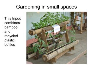 Gardening in small spaces

A Tripod
can be used
in a very
small
space, and
also uses
recycled
plastic
bottles to
hold the
plants.
 