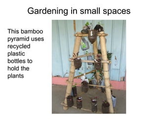 Gardening in small spaces


Another tripod, with
locally available
bamboo to hold the
plants and soil.
 