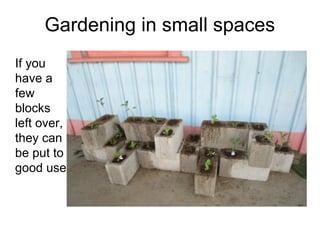 Gardening in small spaces

This bamboo
pyramid uses
recycled
plastic
bottles to
hold the
plants
 