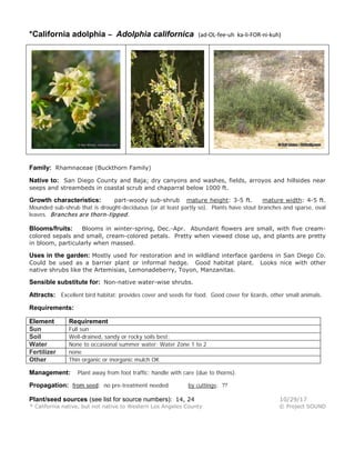 *California adolphia – Adolphia californica (ad-OL-fee-uh ka-li-FOR-ni-kuh)
Family: Rhamnaceae (Buckthorn Family)
Native to: San Diego County and Baja; dry canyons and washes, fields, arroyos and hillsides near
seeps and streambeds in coastal scrub and chaparral below 1000 ft.
Growth characteristics: part-woody sub-shrub mature height: 3-5 ft. mature width: 4-5 ft.
Mounded sub-shrub that is drought-deciduous (or at least partly so). Plants have stout branches and sparse, oval
leaves. Branches are thorn-tipped.
Blooms/fruits: Blooms in winter-spring, Dec.-Apr. Abundant flowers are small, with five cream-
colored sepals and small, cream-colored petals. Pretty when viewed close up, and plants are pretty
in bloom, particularly when massed.
Uses in the garden: Mostly used for restoration and in wildland interface gardens in San Diego Co.
Could be used as a barrier plant or informal hedge. Good habitat plant. Looks nice with other
native shrubs like the Artemisias, Lemonadeberry, Toyon, Manzanitas.
Sensible substitute for: Non-native water-wise shrubs.
Attracts: Excellent bird habitat: provides cover and seeds for food. Good cover for lizards, other small animals.
Requirements:
Element Requirement
Sun Full sun
Soil Well-drained, sandy or rocky soils best;
Water None to occasional summer water; Water Zone 1 to 2
Fertilizer none
Other Thin organic or inorganic mulch OK
Management: Plant away from foot traffic; handle with care (due to thorns).
Propagation: from seed: no pre-treatment needed by cuttings: ??
Plant/seed sources (see list for source numbers): 14, 24 10/29/17
* California native, but not native to Western Los Angeles County © Project SOUND
 