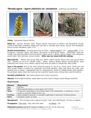 *Nevada agave – Agave utahensis var. nevadensis (a-GAH-vee you-tah-EN-sis)
Family: Agavaceae (Agave Family)
Native to: Arizona, Nevada, Utah, Mojave Desert mountains of eastern San Bernardino County
(3,000-5,200 feet); limestone ridges and outcrops in Creosote Bush Scrub, Joshua Tree Woodland,
Pinyon-Juniper Woodland. Rare in CA.
Growth characteristics: clumping perennial succulent mature height:1-2 ft. mature width: 1-2 ft.
Evergreen, succulent agave with fleshy, blue-green to gray-green leaves. Particularly noted for
smaller size and long (blunt) terminal spines. Leaves grow in dense, regular rosette. Very attractive
accent plant. Slow growing; suckers slowly. Note: sap can cause mild skin allergy.
Blooms/fruits: Blooms late spring (May-Jul). Plants mature slowly, bloom once then parent plant
dies. Flowers on 10-15 ft. slender stalks. Yellow, bulbous flowers attract hummingbirds, large
butterflies and moths. Fruit a fleshy capsule that dries and splits to release flat, black seeds.
Uses in the garden: One of the most attractive agaves to use as an accent plant. Small size and
slow growth makes it perfect for containers and small planters. Does well along hot walls, rock
gardens and on slopes. Appropriate look for contemporary, desert or Mediterranean-style gardens.
Young flower stalks, heart and roots can be cooked for sweet syrup. Strong fiber used for brushes.
Sensible substitute for: Non-native agaves and similar succulents.
Attracts: Hummingbird habitat; seeds eaten by birds. Host to Mojave Giant-Skipper butterfly.
Requirements:
Element Requirement
Sun Full sun.
Soil Well drained (sandy or rocky best); pH 7.0-8.0.
Water In ground, occasional to no summer water once established; in containers, once a
month in summer (Water Zone 1-2)
Fertilizer None needed in ground; ½ strength single dose in spring for container-grown.
Other Inorganic mulch, or none.
Management: One of easier native agaves to grow. Heat- and cold tolerant. Thrives on neglect.
Propagation: from seed: easy with fresh seed by offsets: yes
Plant/seed sources (see list for source numbers): 6, 9, 46, 79, 81, Monrovia 12/30/18
* California native, but not native to Western Los Angeles County © Project SOUND
 