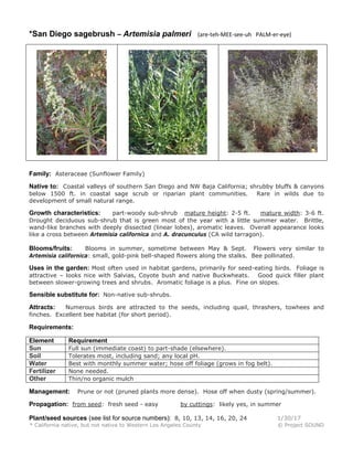 *San Diego sagebrush – Artemisia palmeri (are-teh-MEE-see-uh PALM-er-eye)
Family: Asteraceae (Sunflower Family)
Native to: Coastal valleys of southern San Diego and NW Baja California; shrubby bluffs & canyons
below 1500 ft. in coastal sage scrub or riparian plant communities. Rare in wilds due to
development of small natural range.
Growth characteristics: part-woody sub-shrub mature height: 2-5 ft. mature width: 3-6 ft.
Drought deciduous sub-shrub that is green most of the year with a little summer water. Brittle,
wand-like branches with deeply dissected (linear lobes), aromatic leaves. Overall appearance looks
like a cross between Artemisia californica and A. dracunculus (CA wild tarragon).
Blooms/fruits: Blooms in summer, sometime between May & Sept. Flowers very similar to
Artemisia californica: small, gold-pink bell-shaped flowers along the stalks. Bee pollinated.
Uses in the garden: Most often used in habitat gardens, primarily for seed-eating birds. Foliage is
attractive – looks nice with Salvias, Coyote bush and native Buckwheats. Good quick filler plant
between slower-growing trees and shrubs. Aromatic foliage is a plus. Fine on slopes.
Sensible substitute for: Non-native sub-shrubs.
Attracts: Numerous birds are attracted to the seeds, including quail, thrashers, towhees and
finches. Excellent bee habitat (for short period).
Requirements:
Element Requirement
Sun Full sun (immediate coast) to part-shade (elsewhere).
Soil Tolerates most, including sand; any local pH.
Water Best with monthly summer water; hose off foliage (grows in fog belt).
Fertilizer None needed.
Other Thin/no organic mulch
Management: Prune or not (pruned plants more dense). Hose off when dusty (spring/summer).
Propagation: from seed: fresh seed - easy by cuttings: likely yes, in summer
Plant/seed sources (see list for source numbers): 8, 10, 13, 14, 16, 20, 24 1/30/17
* California native, but not native to Western Los Angeles County © Project SOUND
 