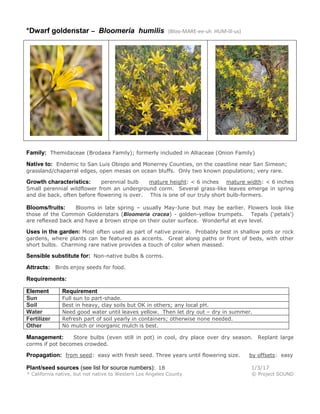 *Dwarf goldenstar – Bloomeria humilis (Bloo-MARE-ee-uh HUM-ill-us)
Family: Themidaceae (Brodaea Family); formerly included in Alliaceae (Onion Family)
Native to: Endemic to San Luis Obispo and Monerrey Counties, on the coastline near San Simeon;
grassland/chaparral edges, open mesas on ocean bluffs. Only two known populations; very rare.
Growth characteristics: perennial bulb mature height: < 6 inches mature width: < 6 inches
Small perennial wildflower from an underground corm. Several grass-like leaves emerge in spring
and die back, often before flowering is over. This is one of our truly short bulb-formers.
Blooms/fruits: Blooms in late spring – usually May-June but may be earlier. Flowers look like
those of the Common Goldenstars (Bloomeria cracea) - golden-yellow trumpets. Tepals (‘petals’)
are reflexed back and have a brown stripe on their outer surface. Wonderful at eye level.
Uses in the garden: Most often used as part of native prairie. Probably best in shallow pots or rock
gardens, where plants can be featured as accents. Great along paths or front of beds, with other
short bulbs. Charming rare native provides a touch of color when massed.
Sensible substitute for: Non-native bulbs & corms.
Attracts: Birds enjoy seeds for food.
Requirements:
Element Requirement
Sun Full sun to part-shade.
Soil Best in heavy, clay soils but OK in others; any local pH.
Water Need good water until leaves yellow. Then let dry out – dry in summer.
Fertilizer Refresh part of soil yearly in containers; otherwise none needed.
Other No mulch or inorganic mulch is best.
Management: Store bulbs (even still in pot) in cool, dry place over dry season. Replant large
corms if pot becomes crowded.
Propagation: from seed: easy with fresh seed. Three years until flowering size. by offsets: easy
Plant/seed sources (see list for source numbers): 18 1/3/17
* California native, but not native to Western Los Angeles County © Project SOUND
 