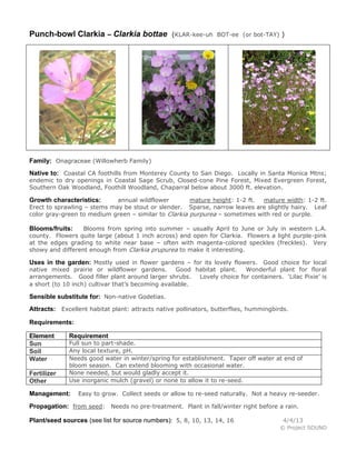 Punch-bowl Clarkia – Clarkia bottae

(KLAR-kee-uh BOT-ee (or bot-TAY) )

Family: Onagraceae (Willowherb Family)
Native to: Coastal CA foothills from Monterey County to San Diego. Locally in Santa Monica Mtns;
endemic to dry openings in Coastal Sage Scrub, Closed-cone Pine Forest, Mixed Evergreen Forest,
Southern Oak Woodland, Foothill Woodland, Chaparral below about 3000 ft. elevation.

annual wildflower
mature height: 1-2 ft.
mature width: 1-2 ft.
Erect to sprawling – stems may be stout or slender. Sparse, narrow leaves are slightly hairy. Leaf
color gray-green to medium green – similar to Clarkia purpurea – sometimes with red or purple.

Growth characteristics:

Blooms from spring into summer – usually April to June or July in western L.A.
county. Flowers quite large (about 1 inch across) and open for Clarkia. Flowers a light purple-pink
at the edges grading to white near base – often with magenta-colored speckles (freckles). Very
showy and different enough from Clarkia prupurea to make it interesting.

Blooms/fruits:

Uses in the garden: Mostly used in flower gardens – for its lovely flowers. Good choice for local

native mixed prairie or wildflower gardens.
Good habitat plant.
Wonderful plant for floral
arrangements. Good filler plant around larger shrubs.
Lovely choice for containers. ‘Lilac Pixie’ is
a short (to 10 inch) cultivar that’s becoming available.

Sensible substitute for: Non-native Godetias.
Attracts: Excellent habitat plant: attracts native pollinators, butterflies, hummingbirds.
Requirements:
Element
Sun
Soil
Water
Fertilizer
Other

Requirement

Full sun to part-shade.
Any local texture, pH.
Needs good water in winter/spring for establishment. Taper off water at end of
bloom season. Can extend blooming with occasional water.
None needed, but would gladly accept it.
Use inorganic mulch (gravel) or none to allow it to re-seed.

Management:

Easy to grow. Collect seeds or allow to re-seed naturally. Not a heavy re-seeder.

Propagation: from seed: Needs no pre-treatment. Plant in fall/winter right before a rain.
Plant/seed sources (see list for source numbers): 5, 8, 10, 13, 14, 16

4/4/13
© Project SOUND

 
