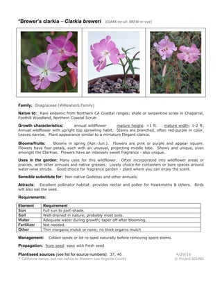 *Brewer’s clarkia – Clarkia breweri (CLARK-ee-uh BREW-er-eye)
Family: Onagraceae (Willowherb Family)
Native to: Rare endemic from Northern CA Coastal ranges; shale or serpentine scree in Chaparral,
Foothill Woodland, Northern Coastal Scrub.
Growth characteristics: annual wildflower mature height: <1 ft. mature width: 1-2 ft.
Annual wildflower with upright top sprawling habit. Stems are branched, often red-purple in color.
Leaves narrow. Plant appearance similar to a miniature Elegant clarkia.
Blooms/fruits: Blooms in spring (Apr.-Jun.). Flowers are pink or purple and appear square.
Flowers have four petals, each with an unusual, projecting middle lobe. Showy and unique, even
amongst the Clarkias. Flowers have an intensely sweet fragrance - also unique.
Uses in the garden: Many uses for this wildflower. Often incorporated into wildflower areas or
prairies, with other annuals and native grasses. Lovely choice for containers or bare spaces around
water-wise shrubs. Good choice for fragrance garden – plant where you can enjoy the scent.
Sensible substitute for: Non-native Godetias and other annuals.
Attracts: Excellent pollinator habitat: provides nectar and pollen for Hawkmoths & others. Birds
will also eat the seed.
Requirements:
Element Requirement
Sun Full sun to part-shade.
Soil Well-drained in nature; probably most soils.
Water Adequate water during growth; taper off after blooming.
Fertilizer Not needed.
Other Thin inorganic mulch or none; no thick organic mulch
Management: Collect seeds or let re-seed naturally before removing spent stems.
Propagation: from seed: easy with fresh seed
Plant/seed sources (see list for source numbers): 37, 46 4/29/16
* California native, but not native to Western Los Angeles County © Project SOUND
 