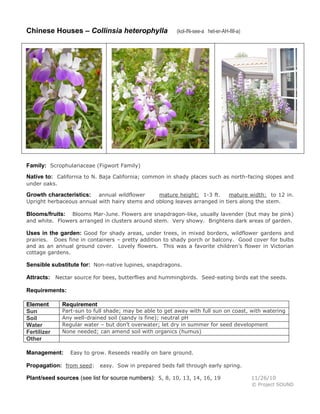 Chinese Houses – Collinsia heterophylla

(kol-IN-see-a het-er-AH-fill-a)

Family: Scrophulariaceae (Figwort Family)
Native to: California to N. Baja California; common in shady places such as north-facing slopes and
under oaks.
annual wildflower
mature height: 1-3 ft.
mature width: to 12 in.
Upright herbaceous annual with hairy stems and oblong leaves arranged in tiers along the stem.

Growth characteristics:

Blooms Mar-June. Flowers are snapdragon-like, usually lavender (but may be pink)
and white. Flowers arranged in clusters around stem. Very showy. Brightens dark areas of garden.

Blooms/fruits:

Uses in the garden: Good for shady areas, under trees, in mixed borders, wildflower gardens and
prairies. Does fine in containers – pretty addition to shady porch or balcony. Good cover for bulbs
and as an annual ground cover. Lovely flowers. This was a favorite children’s flower in Victorian
cottage gardens.

Sensible substitute for: Non-native lupines, snapdragons.
Attracts: Nectar source for bees, butterflies and hummingbirds. Seed-eating birds eat the seeds.
Requirements:
Element
Sun
Soil
Water
Fertilizer
Other

Requirement

Part-sun to full shade; may be able to get away with full sun on coast, with watering
Any well-drained soil (sandy is fine); neutral pH
Regular water – but don’t overwater; let dry in summer for seed development
None needed; can amend soil with organics (humus)

Management:

Easy to grow. Reseeds readily on bare ground.

Propagation: from seed: easy. Sow in prepared beds fall through early spring.
Plant/seed sources (see list for source numbers): 5, 8, 10, 13, 14, 16, 19

11/26/10
© Project SOUND

 